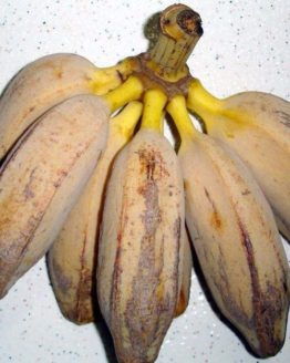 banana-figo.jpg